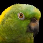Желтошейный амазон (Amazona auropalliata) Желтошейный амазон (Amazona auropalliata)