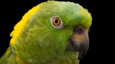 Желтошейный амазон (Amazona auropalliata)